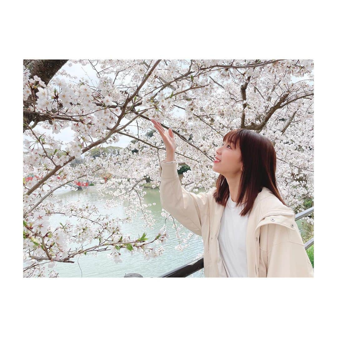 吉川千愛のインスタグラム：「今日の福岡は さくらが満開🌸  この季節がやってきたー😋 ぽかぽかで癒される〜！  中間市の桜の木を見て来たよ♪♪  めちゃくちゃ綺麗だったなぁ💓  #LinQ #吉川千愛 #こんにちあ #あいんちゅ #桜 #sakura #福岡 #中間市 #お花見 #垣生公園の桜」