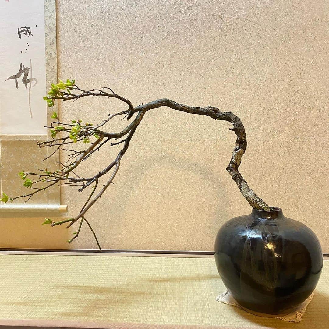 熊谷真実さんのインスタグラム写真 - (熊谷真実Instagram)「庭の梅の木。 間違えてボキッと折っちゃった。  ごめんね。  でも和室が素敵になりました。 #熊谷真実#和室のある家 #床の間に飾る花 #梅の木#梅がなってる」3月24日 23時37分 - mami_kumagai310