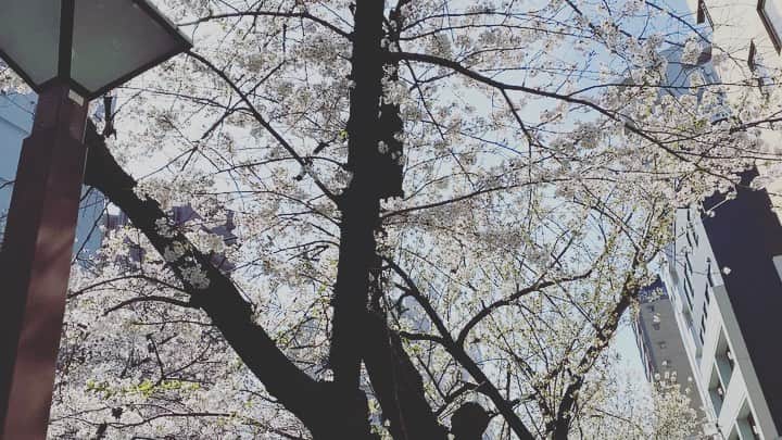 小川真司のインスタグラム：「目黒川の桜、満開。」