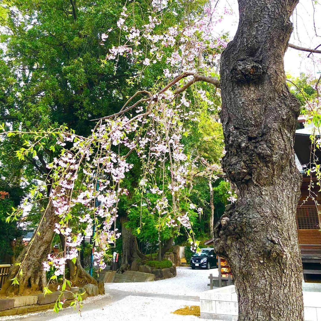 村主章枝さんのインスタグラム写真 - (村主章枝Instagram)「I miss cherry blossoms 🌸  桜が恋しいな… #springflowers」4月23日 5時31分 - fumie.suguri