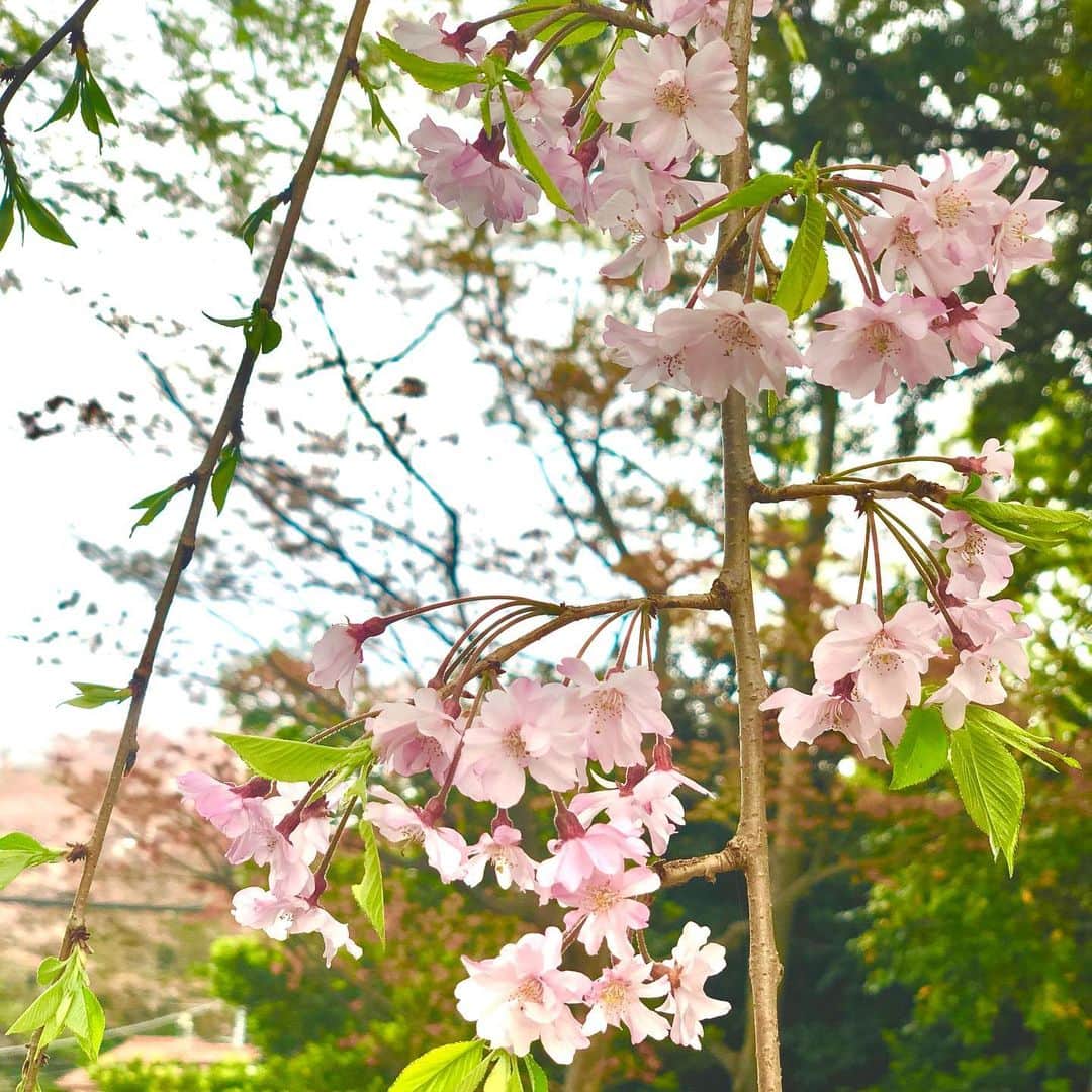 村主章枝さんのインスタグラム写真 - (村主章枝Instagram)「I miss cherry blossoms 🌸  桜が恋しいな… #springflowers」4月23日 5時31分 - fumie.suguri