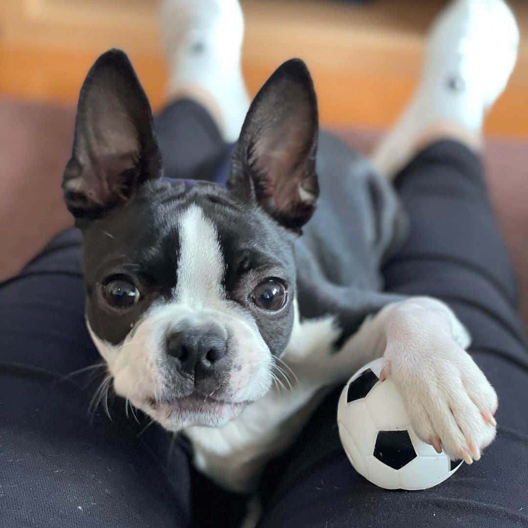 奥山夏織さんのインスタグラム写真 - (奥山夏織Instagram)「ゴールキーパーだよ🐶✨ よくボールを取ろうとすると手で抑えてくる笑 ・ 5ヶ月半になって4.7キロになりました💓スクスクと育ってくれてママは本当にベティのことが愛おしいよ🥺✨ビビリで食いしん坊なところも可愛いベティ。我が家に来てくれてありがとう✨ ・・・ #犬のいる暮らし #ボストンテリア #ボステリ #ベティ #犬好き #🐶 #子犬 #ボストンテリア子犬 #ボストンテリアパピー#生後5ヶ月半#Bostonterrier #bostonterriergram #犬バカ#小型犬 #instadog #犬スタグラム#いぬすたぐらむ」4月22日 23時14分 - okuyama_kaori