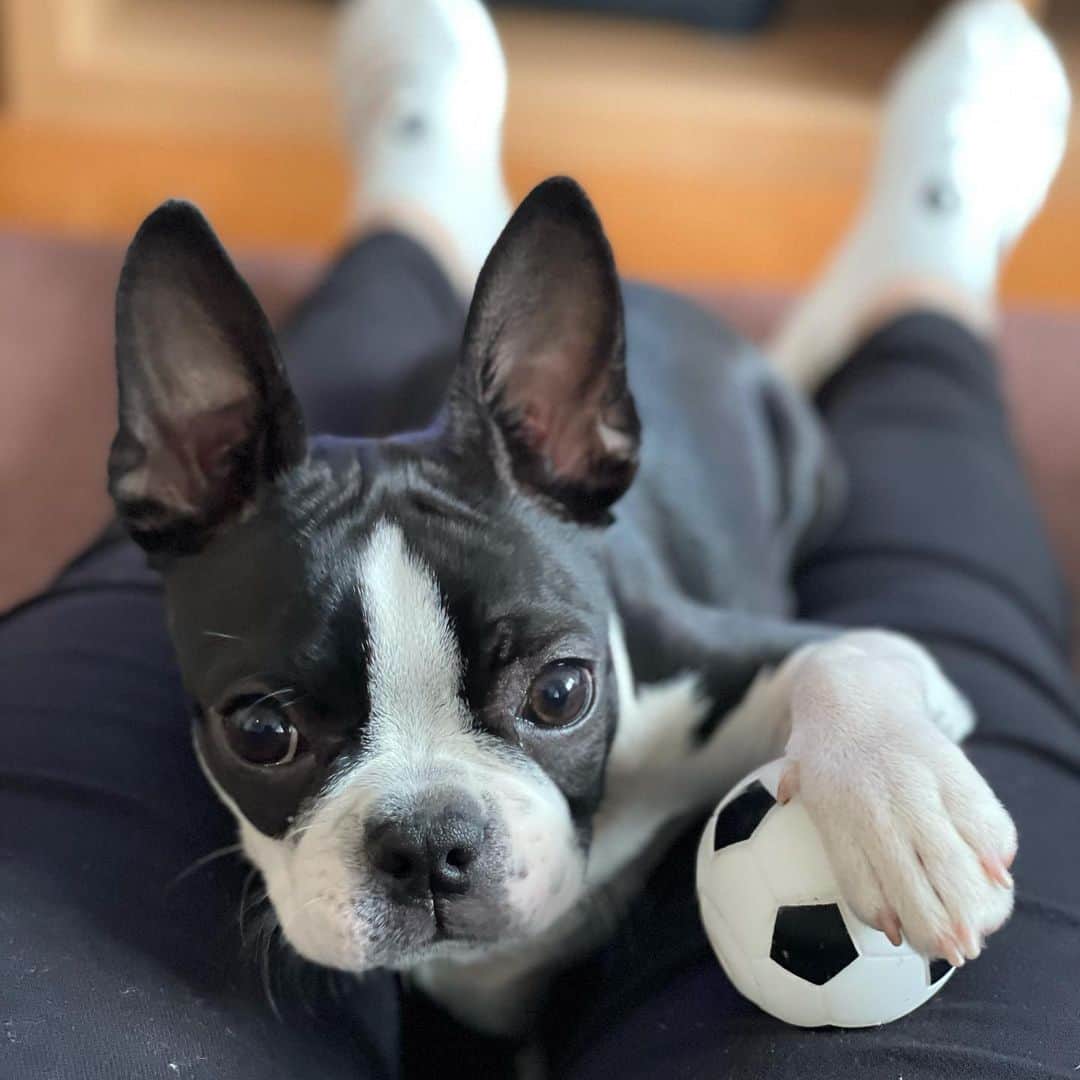 奥山夏織さんのインスタグラム写真 - (奥山夏織Instagram)「ゴールキーパーだよ🐶✨ よくボールを取ろうとすると手で抑えてくる笑 ・ 5ヶ月半になって4.7キロになりました💓スクスクと育ってくれてママは本当にベティのことが愛おしいよ🥺✨ビビリで食いしん坊なところも可愛いベティ。我が家に来てくれてありがとう✨ ・・・ #犬のいる暮らし #ボストンテリア #ボステリ #ベティ #犬好き #🐶 #子犬 #ボストンテリア子犬 #ボストンテリアパピー#生後5ヶ月半#Bostonterrier #bostonterriergram #犬バカ#小型犬 #instadog #犬スタグラム#いぬすたぐらむ」4月22日 23時14分 - okuyama_kaori