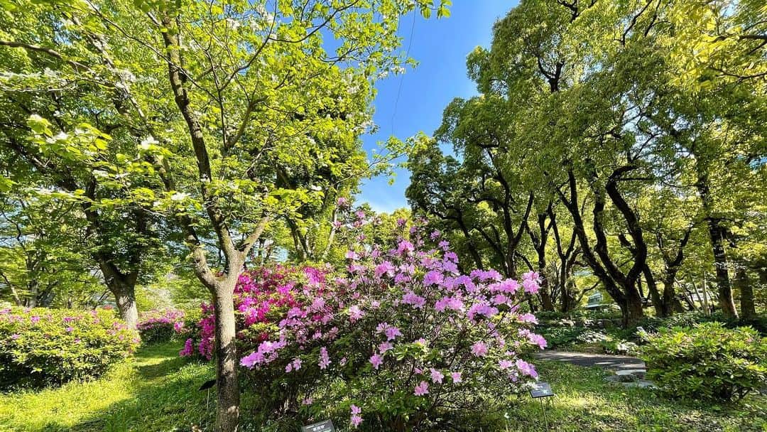 けらえいこさんのインスタグラム写真 - (けらえいこInstagram)「歯医者へ行ったついでにまた日比谷公園へ。  先週キレイだった藤の花が終わっていて😳 咲いてなかったツツジが満開。  時間のスピードが速すぎてあせるわー😓  #それにしても緑が #キレイ」4月19日 6時29分 - keraeiko