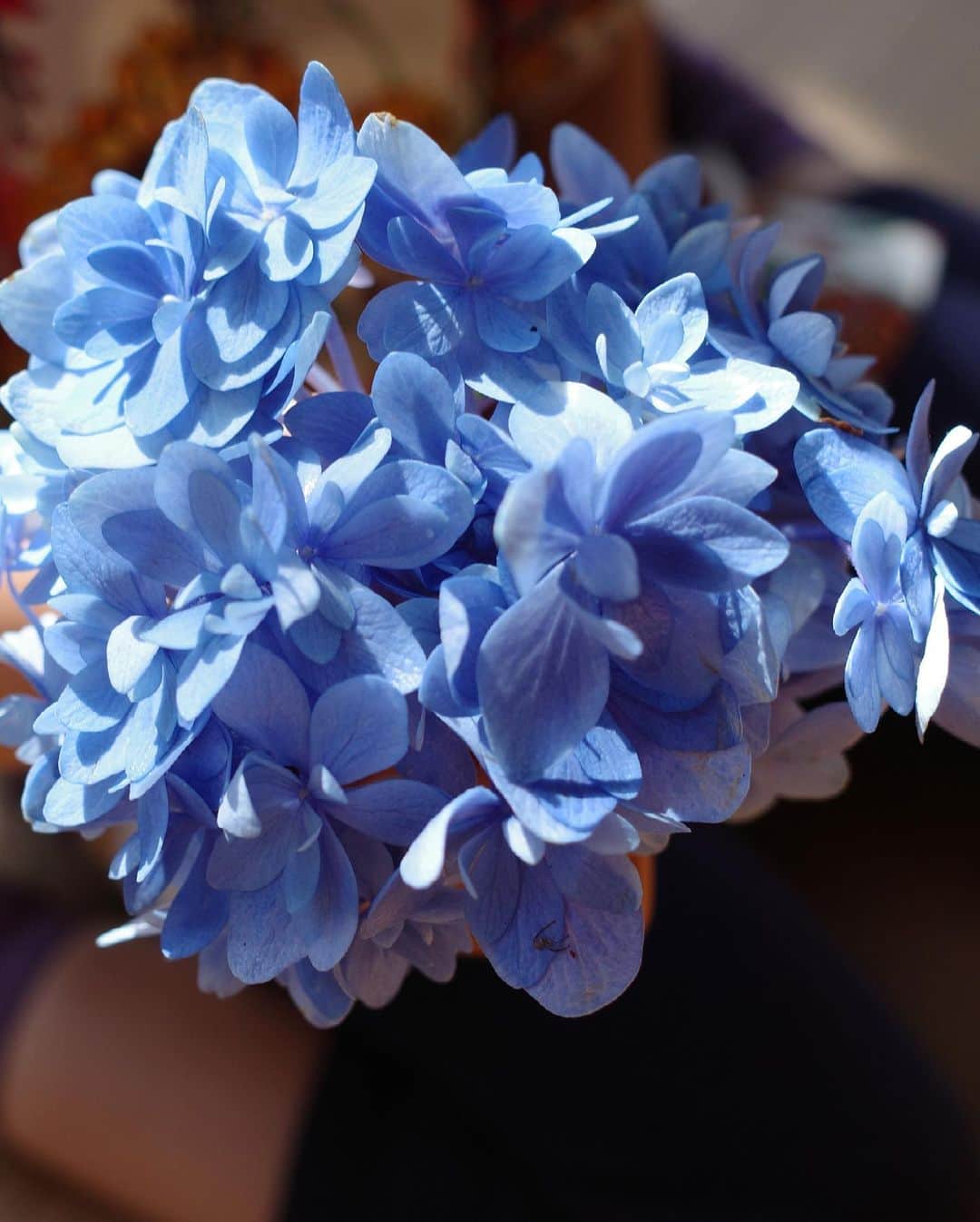 高垣麗子さんのインスタグラム写真 - (高垣麗子Instagram)「・ ・ ・  あっちゃん　@atsushi_416  のバースデープレートに添えてあった紫陽花を拝借して  やっぱり女の子たちはこうなるねぇ☺️  ・ ・ #紫陽花」4月19日 6時54分 - reikotakagaki