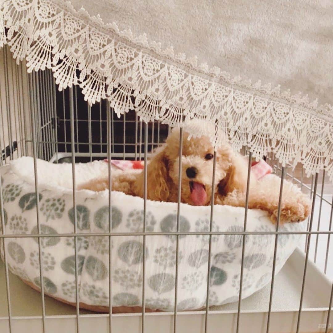 多岐川華子さんのインスタグラム写真 - (多岐川華子Instagram)「おっはよ〜、怪獣さん🦖  #トイプードル #トイプー #トイプードル女の子 #2歳 #もなか #犬のいる暮らし」4月19日 8時01分 - hanako__official