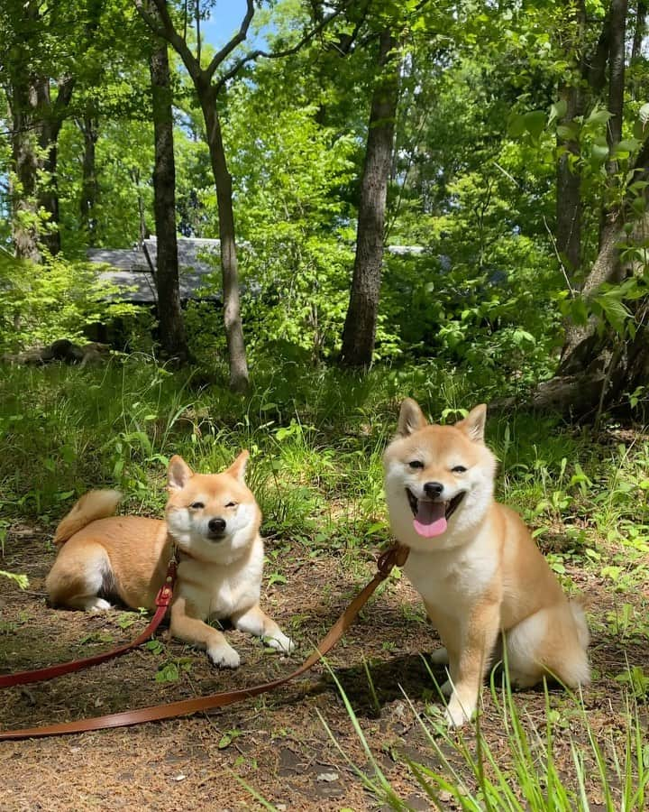 豆柴にこちゃんのインスタグラム