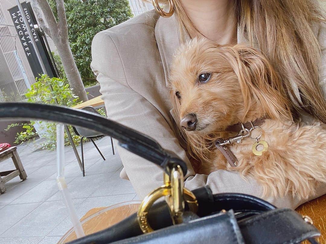 CHIHAさんのインスタグラム写真 - (CHIHAInstagram)「いつも一緒❤️‼︎  #ダップー #愛犬 #mix #mix犬 #dachshund #toypoodle」4月19日 18時27分 - chiha6170