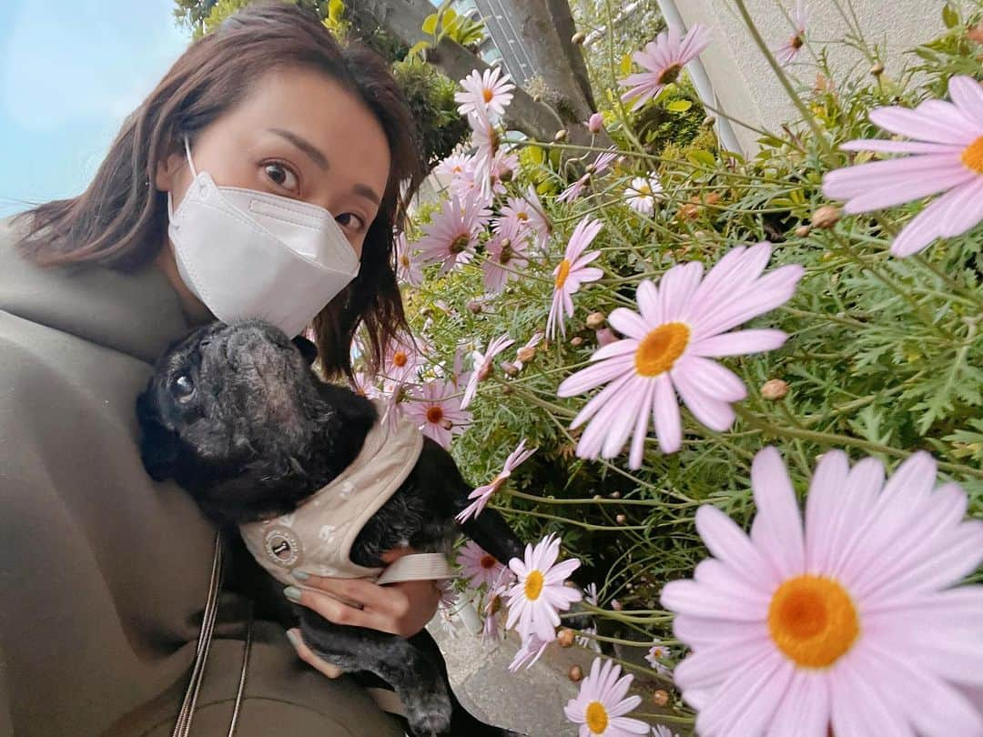 本間智恵さんのインスタグラム写真 - (本間智恵Instagram)「﻿ ﻿ お散歩で見るお花がきれいで楽しい時期ですね〜﻿ ﻿ #あさんぽ #犬の散歩 #黒パグあんこ」4月19日 11時18分 - chiehonma