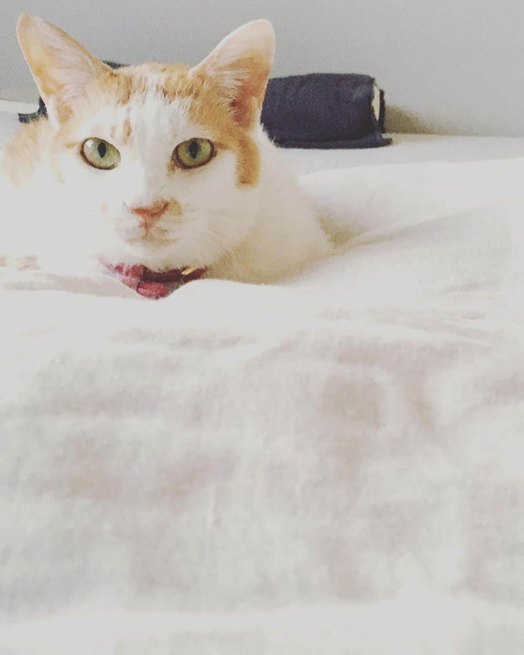 猫沢エミさんのインスタグラム写真 - (猫沢エミInstagram)「みなさまのおかげで、発売から1週間にして「ねこしき」3刷目が決定しました😌✨🙌  今朝一番、ベッチから連絡をもらって、すぐにイオの祭壇へ報告しました。  イオちゃん、あなたがちいさな身体を脱ぎ捨てて、出来うる限り私にしようとしてくれていることの凄さに日々、驚くばかりです。でも、本当は恩返しなんかいいから、傍にして欲しかったのよ…と話しかけると、イオが言った。  「ワタシはもうどのみちそんなに長くはなかったの。だったら、自由になってママを幸せにしたかった。ワタシにそうしてくれたように。だから泣いている暇なんかないわよ。ワタシだけじゃ出来ないことがたくさんあるから、ママにはもっと働いてもらわないと。」  そうです…ここ暫く、プロデューサーイオちゃんに働かされています。😂目一杯。  イオちゃん、今日も青空です。あなたが愛した隅田川のほとりの家は、明るい光に包まれています。そして、スーちゃんも、アブちゃんも、ママもみんな元気にしています。  先日、スーパーでマカダミアナッツチョコを見かけてうっかり買いそうになったけど、これはイオちゃんがきっといつかハワイ土産に持ってきてくれると我慢しました。  イオちゃんがくれた命のたすき、しっかりと受け止めて頑張っていきます。ママは、あなたの命を最大限に輝かせてみせると心に誓います。  ありがとう。  #ねこしき　#重版出来 っていうタグがあることを知った😂　#猫沢イオ  #イオちゃんフォーエバー　#この写真が大好き  #パタンのコデックスだから写真集として飾ることも出来る」4月19日 13時11分 - necozawaemi