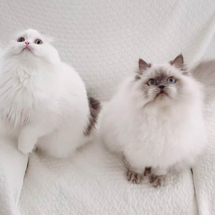 のんたのインスタグラム：「Non non non non non😂 羽付きおもちゃに夢中のふたり  いまぽるくんはトリミングサロンに行っています。お迎えは4時ですって！ なんだか保育園に預けてるみたいな気分 私は一人でお買い物を楽しんでいます。 おりこうさんにしてるかなー」