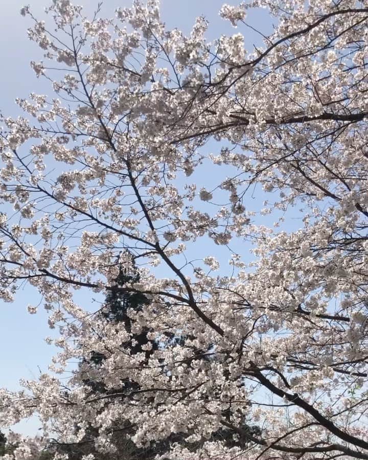 中山由香のインスタグラム：「また来年🌸  #おじぃとおばぁの桜 #今年も立派に」