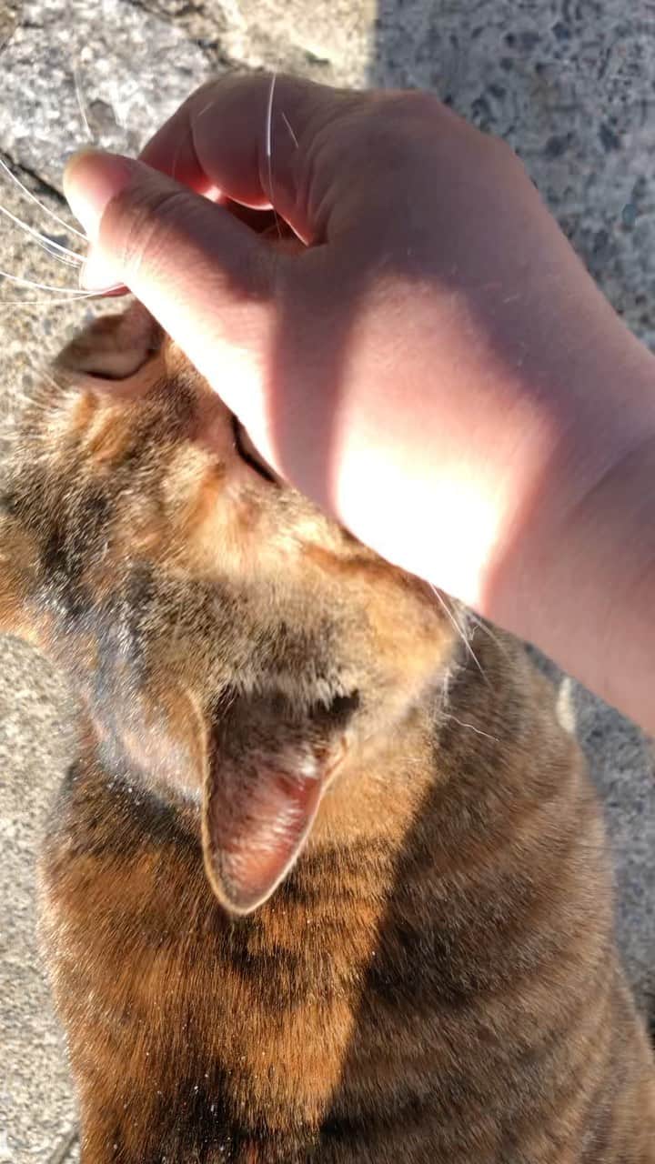 田上よしえのインスタグラム：「野良猫でこんな丸々としてるのは珍しい！ びっくりしたのが妊娠してないらしいです🤣 #cat #猫」
