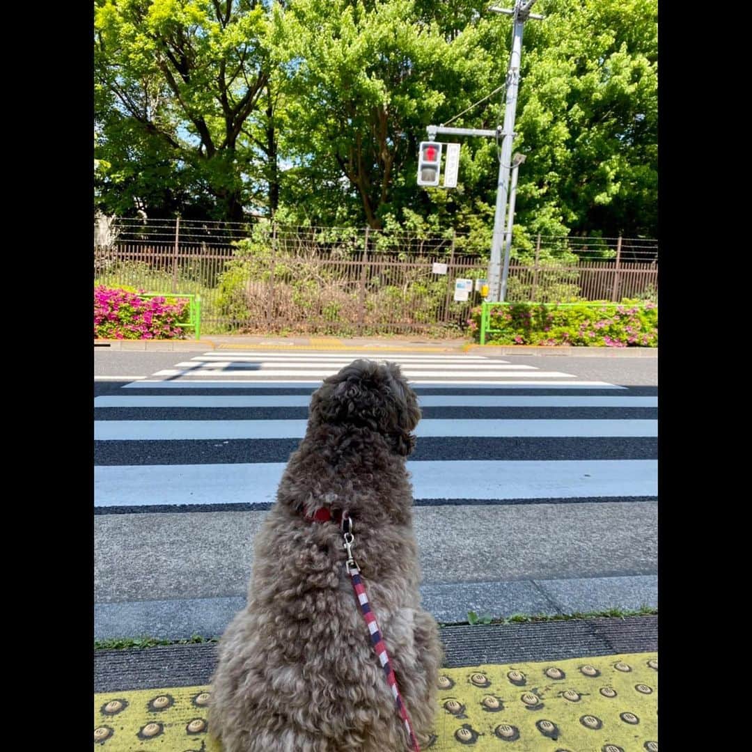 木村拓哉さんのインスタグラム写真 - (木村拓哉Instagram)「﻿ ﻿ 「晴れましたね☀️﻿ ﻿ なので今日も10000歩。﻿ 赤信号は、しっかりと座って待ってました。﻿ 明日も、天気が良さそうですね！﻿ お互いに充実した１日にしましょうね！」﻿ ﻿ STAYSAFE!﻿ ﻿ 拓哉﻿ #木村拓哉#TakuyaKimura」4月19日 17時18分 - takuya.kimura_tak