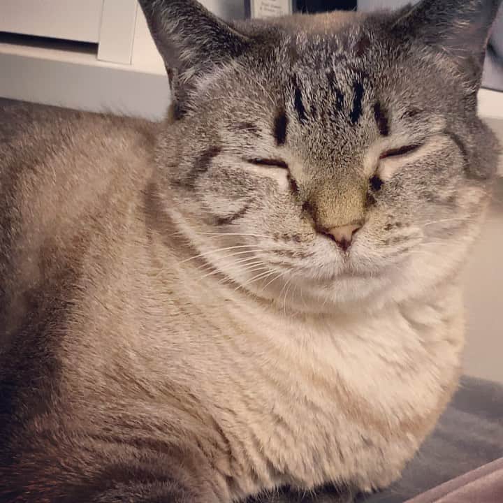 横槍メンゴのインスタグラム：「ねむいねこ みてるとねむくなれる」