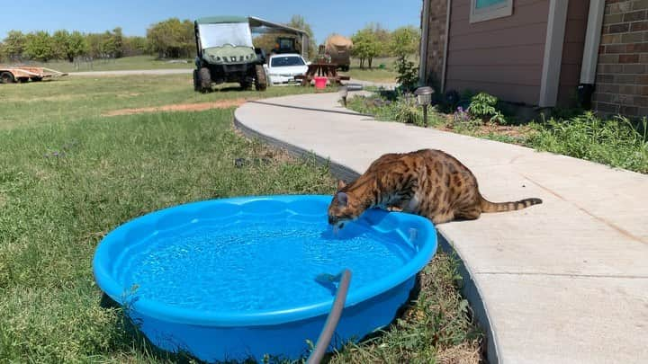 Bensonのインスタグラム：「Pool time」