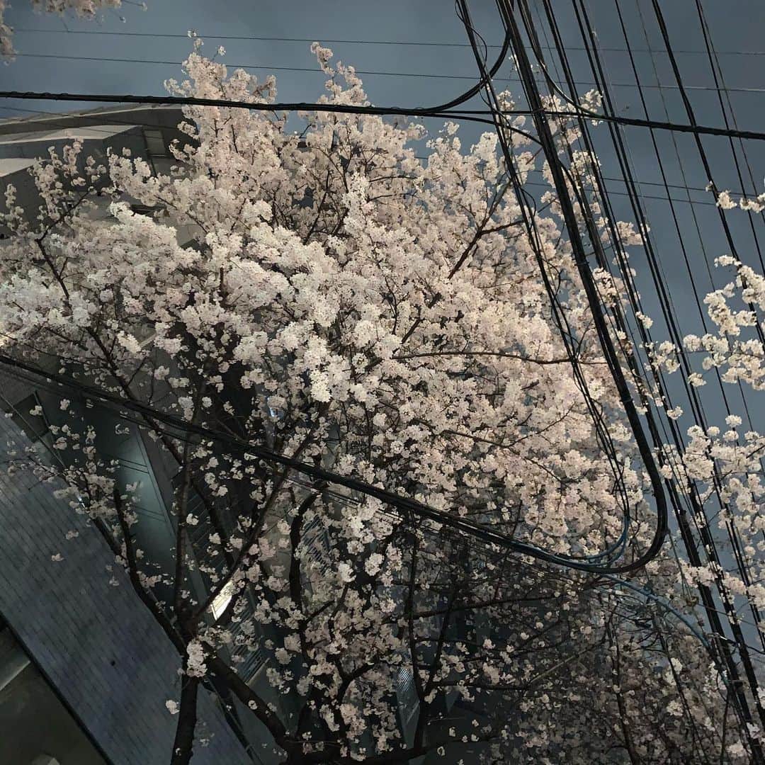 市來杏香のインスタグラム：「本日もぽこちゃにて20:00〜配信します✨🌸 もう桜咲いてるとこないけど、 今日は、春うた祭りにしようかな？😂  お待ちしております！」