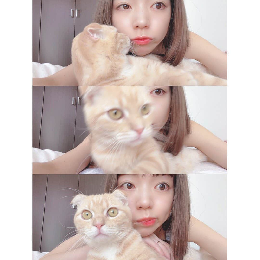 MOMOKOのインスタグラム：「﻿ わんぱく息子とわし🐈👩🏼﻿ ﻿ (ヒゲの寝癖がすごいんよ)﻿ ﻿ ﻿ 自分で顔近づけてきたくせに﻿ 真顔で逃げるのやめてよ傷つく🥺。笑﻿ ﻿ ﻿ 最近、あたたかい季節に向けて﻿ 続けて2回ほどブリーチをしました🌸🌸﻿ 4年ぶりくらい😂﻿ また最近のヘア事情も今度載せさせてください🙏🏻🤍﻿ ﻿ ﻿ #ねこのしなもん﻿ #ねこすたぐらむ﻿ #スコティッシュフォールド#レッドタビー」