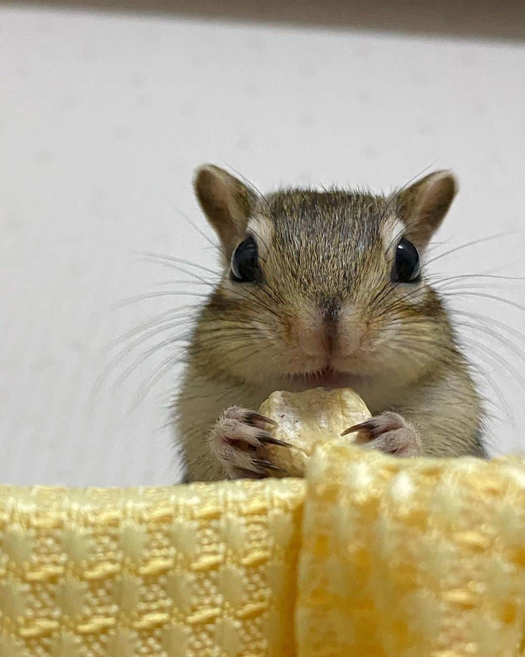 peace_0322さんのインスタグラム写真 - (peace_0322Instagram)「#リス#シマリス#ふわもこ部 ひよりんお待たせ😅 仕事から帰ってバタバタして部屋んぽがめちゃくちゃ遅くなっちゃった🥺」4月19日 21時34分 - peace_0322