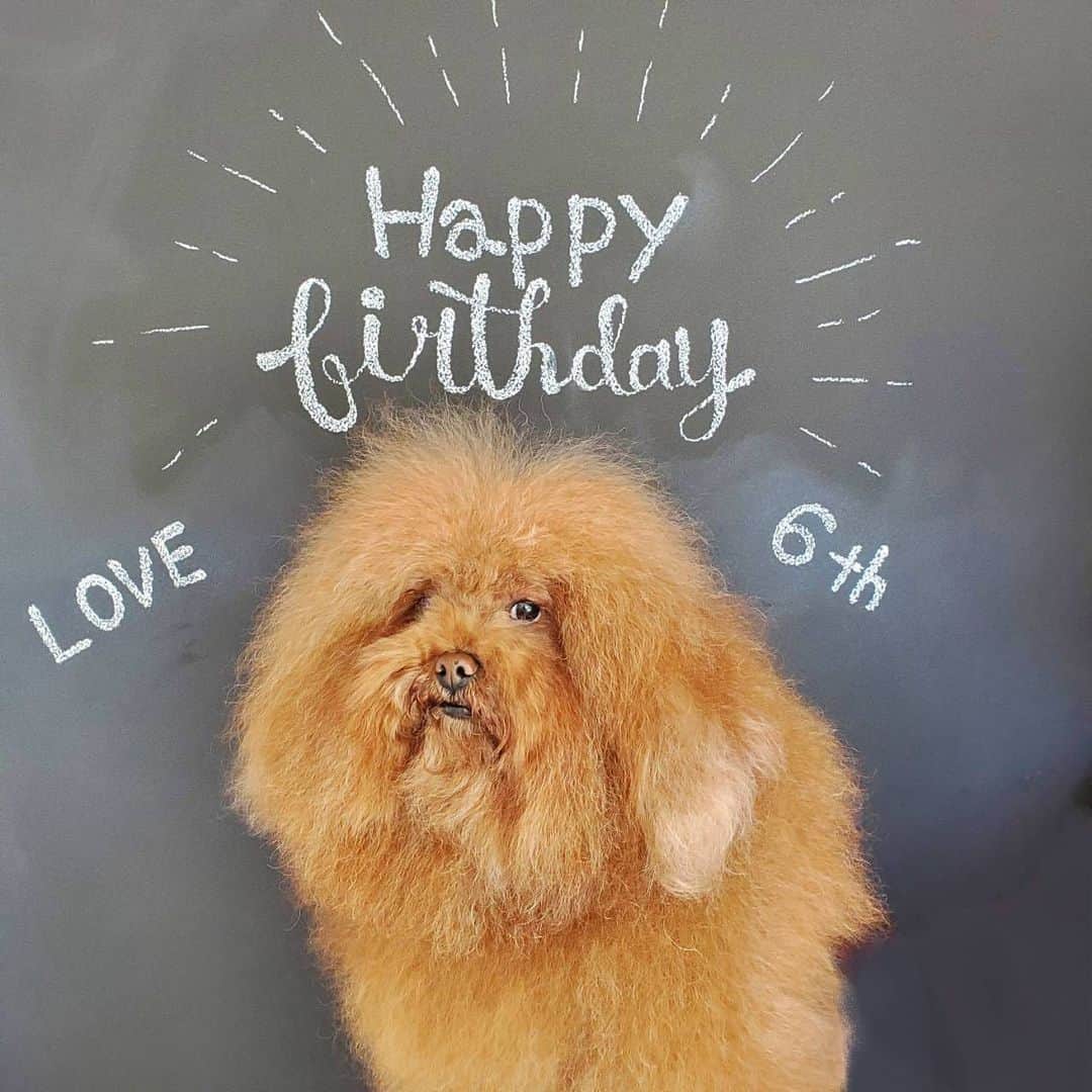 新田桂一のインスタグラム：「HAPPY BIRTHDAY❤️ 世界で一番大好き❤ LOVEちゃん、長生きしてね❤️ いつもありがとう😊 もう6歳だよ❤️ @mynameislovenitta」
