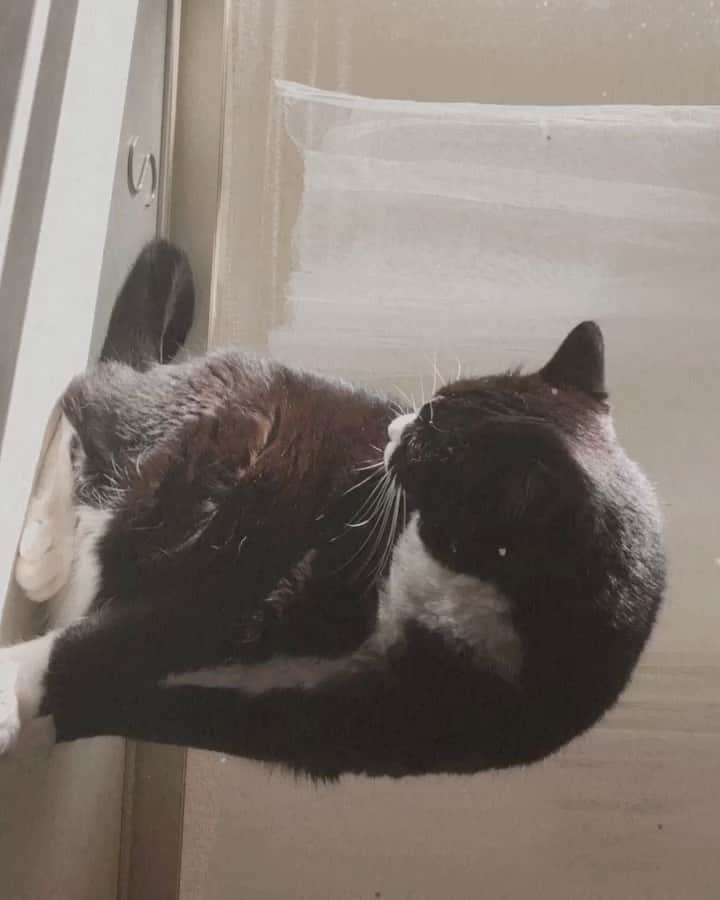 amiのインスタグラム：「. . . 🐈‍⬛🐈‍⬛🐈‍⬛ . . .」