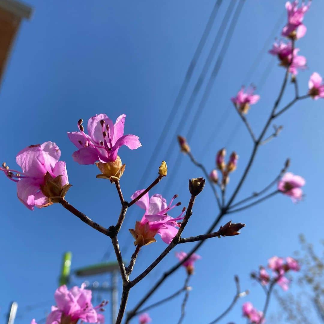 下村彩里さんのインスタグラム写真 - (下村彩里Instagram)「今年は色々な#お花 が早咲き😃 見逃さないように見逃さないように。  #癒し #好きな色 #薄紫シリーズ #みっけ」4月20日 0時20分 - sairi.shimomura_ex