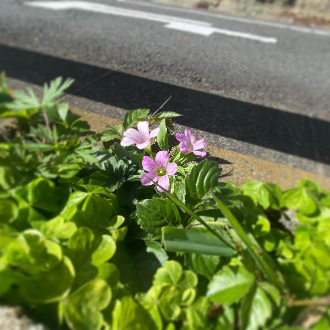 下村彩里さんのインスタグラム写真 - (下村彩里Instagram)「今年は色々な#お花 が早咲き😃 見逃さないように見逃さないように。  #癒し #好きな色 #薄紫シリーズ #みっけ」4月20日 0時20分 - sairi.shimomura_ex