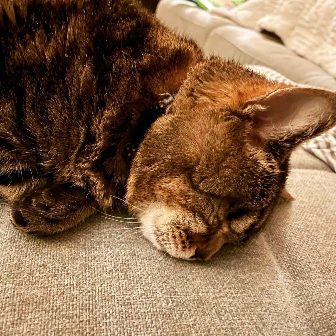 マチルダさんのインスタグラム写真 - (マチルダInstagram)「My paw is twitching while I dream 😽🐾✨」4月20日 13時43分 - aliencatmatilda