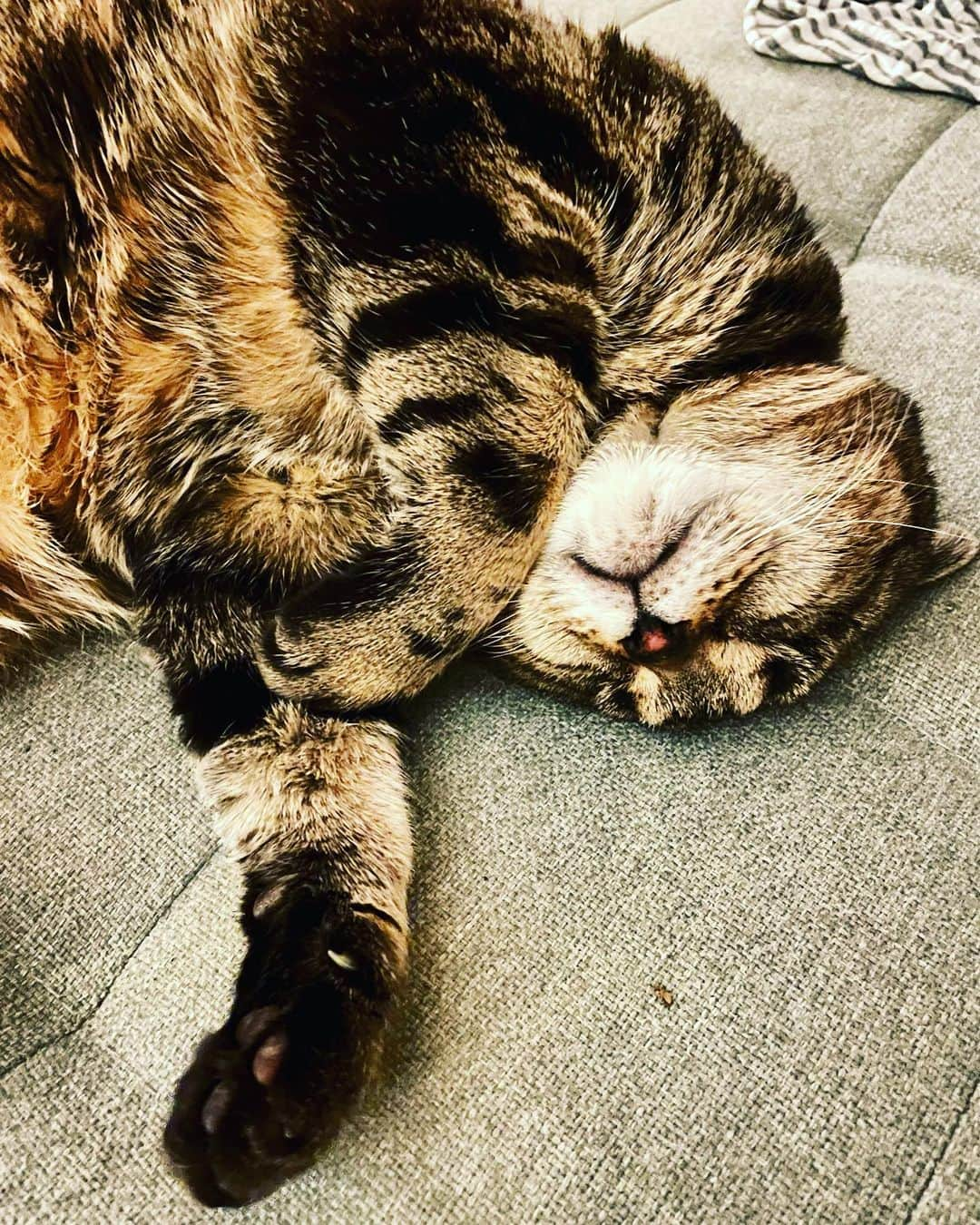 マチルダさんのインスタグラム写真 - (マチルダInstagram)「One more because I’m being so stinkin cute during this nap!!」4月20日 13時48分 - aliencatmatilda