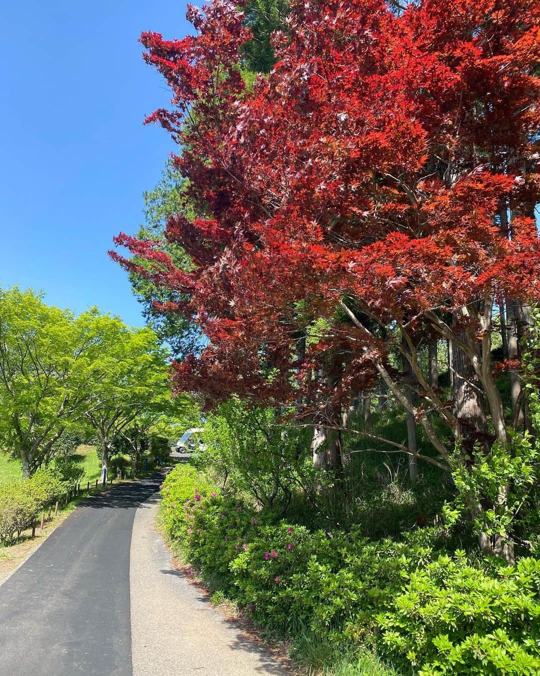 佐野真彩さんのインスタグラム写真 - (佐野真彩Instagram)「ゴルフ場でお仕事⛳️また告知OKになったらお知らせさせてください♪  ゴルフウェアは　@archivio.official_online  ニーハイソックスもアルチビオ🧦 スカートはリバーシブルなので、使い回しが出来そう🤍  昨日はお天気が良くってゴルフ日和だったのですが、久しぶりにゴルフ場に行って感じたのは日差しの強さ🌞 焼けやすいので、今年も日焼け対策頑張らなくっちゃ✊ 肌がカサカサにならず、塗りやすい日焼け止めを今年も探していきます。   @environ_jp のシークエンスシリーズを使っているのですが、レベルがアップしました🧴嬉しい  #アルチビオ　#archivio #ゴルフコーデ　#ゴルフウェア　#ゴルフ女子　#日焼け止め　#日焼け対策　#日焼け止めスプレー #エンビロン　#エンビロン愛用中 #シークエンス　#ゴルフ女子コーデ #美容好きな人と繋がりたい #新千葉カントリークラブ」4月20日 9時05分 - sano.maya