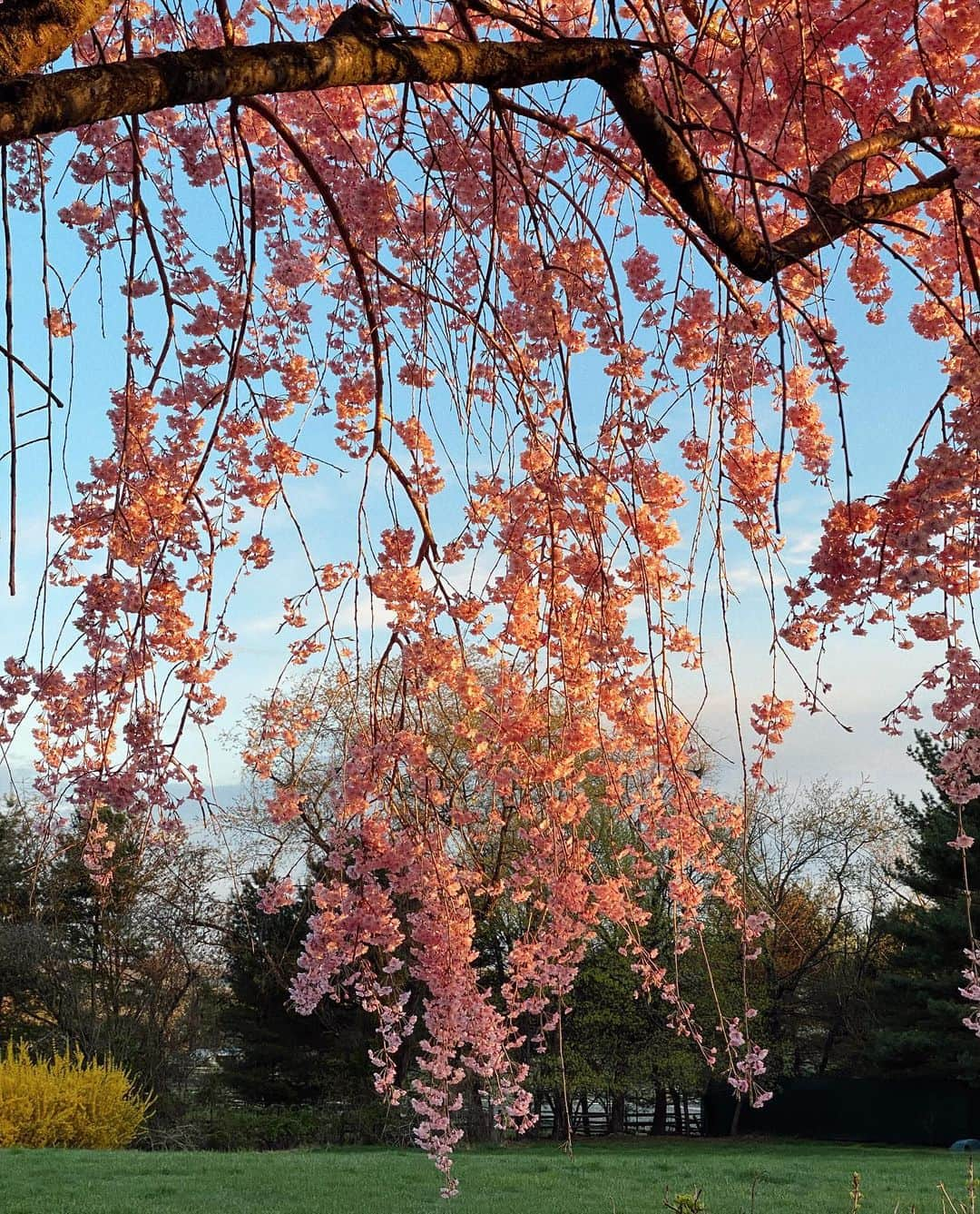 ジジ・ハディッドさんのインスタグラム写真 - (ジジ・ハディッドInstagram)「spring at the farm ! ☮️」4月20日 9時36分 - gigihadid