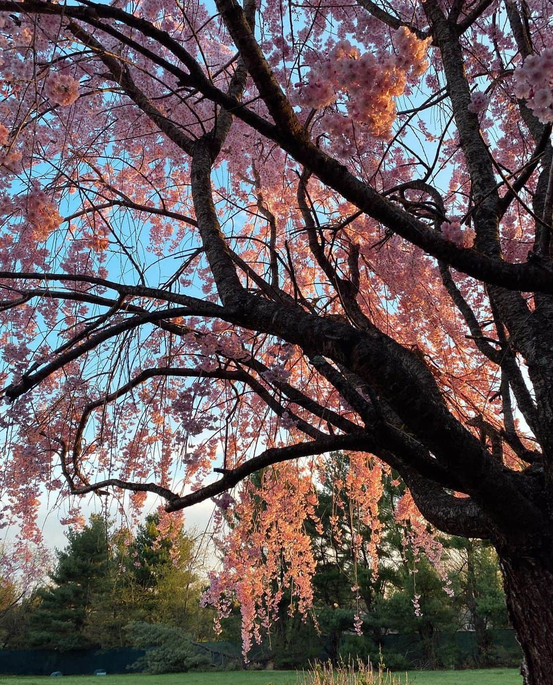 ジジ・ハディッドさんのインスタグラム写真 - (ジジ・ハディッドInstagram)「spring at the farm ! ☮️」4月20日 9時36分 - gigihadid