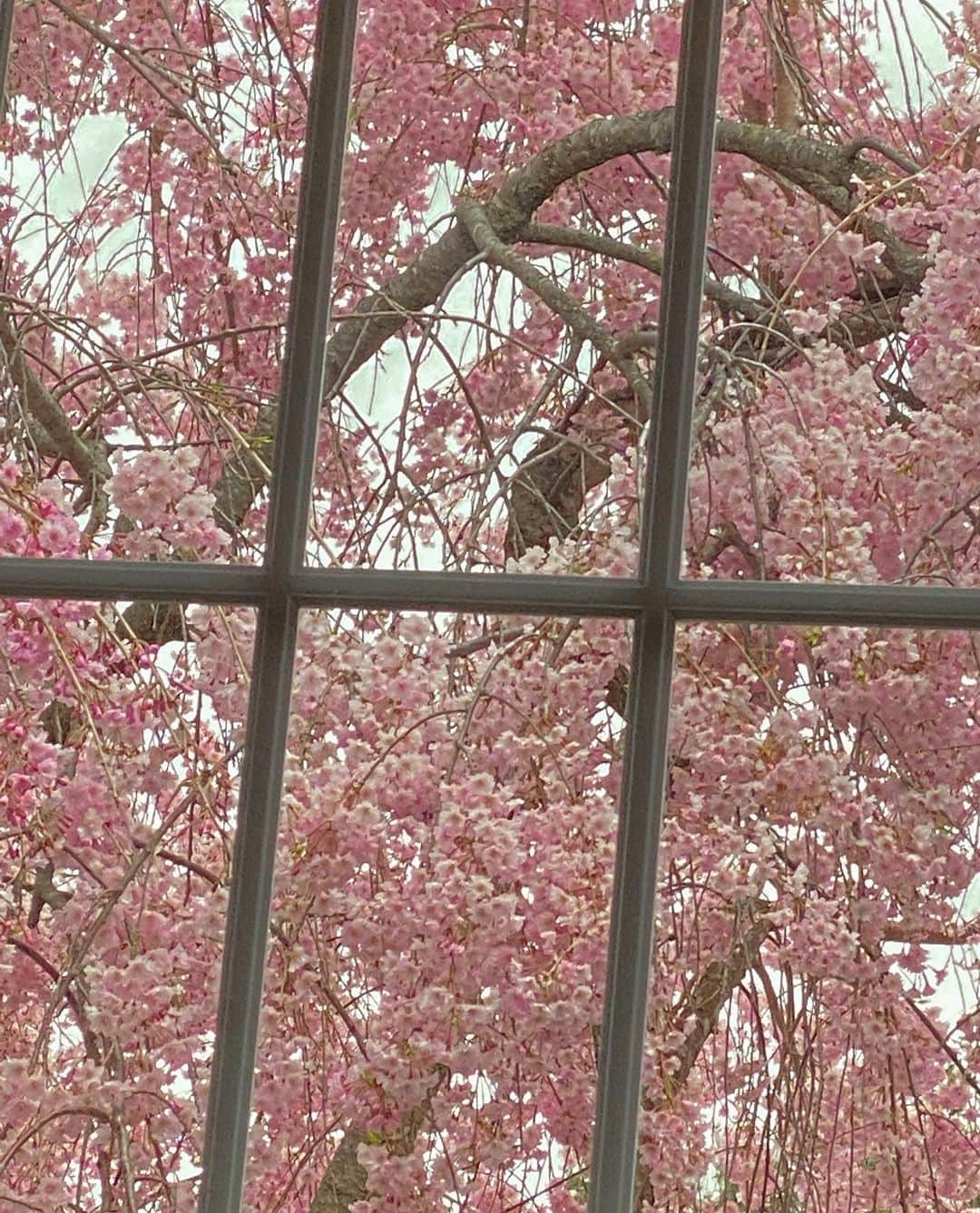 ジジ・ハディッドのインスタグラム：「spring at the farm ! ☮️」