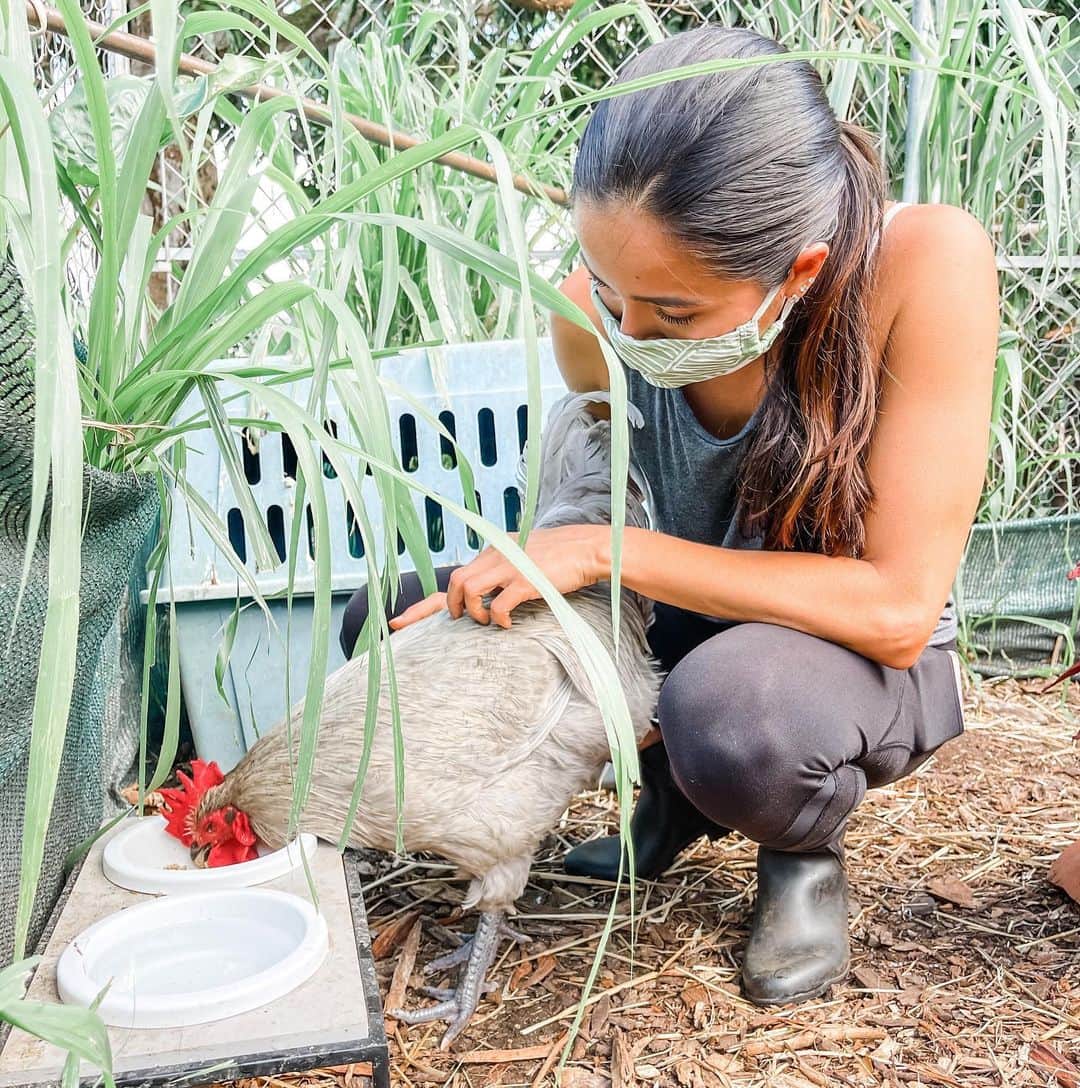 マヤ アリーナのインスタグラム：「Getting to know the newest sanctuary resident❣️Meet Goober, the blind rooster who’s a total handsome sweetheart🐔  📷: @gorilla_strong_fitness」