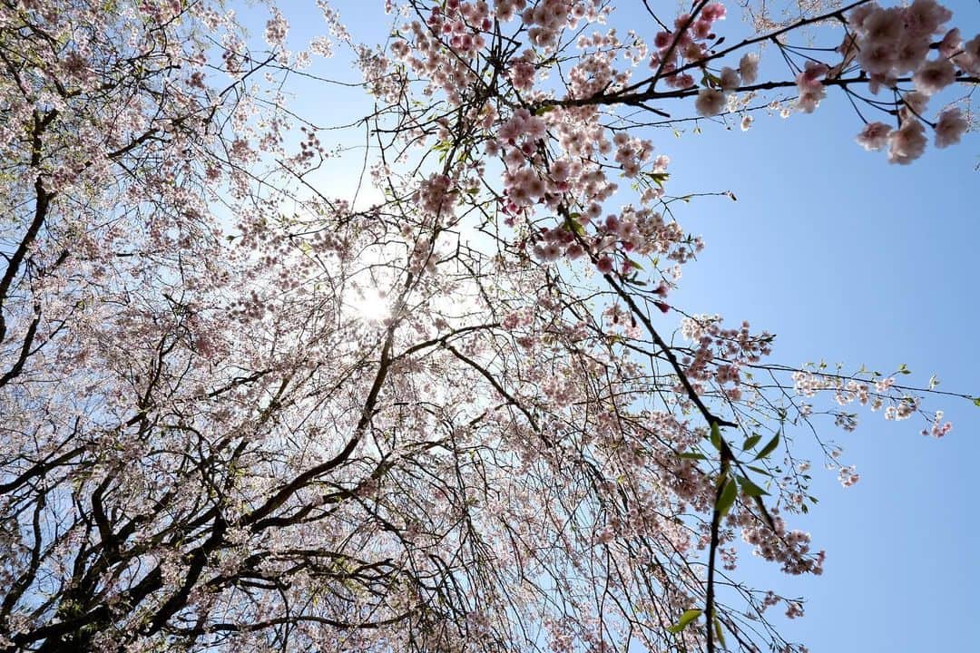安井謙太郎さんのインスタグラム写真 - (安井謙太郎Instagram)「日常」4月20日 22時28分 - kentaro_dayooon