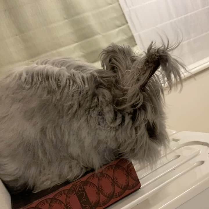 のインスタグラム：「今日もモフモフなアルちゃん🐰  #アンゴラウサギ #うさぎ #うさぎのいる生活  #セントフォース #フリーアナウンサー #玉木碧」
