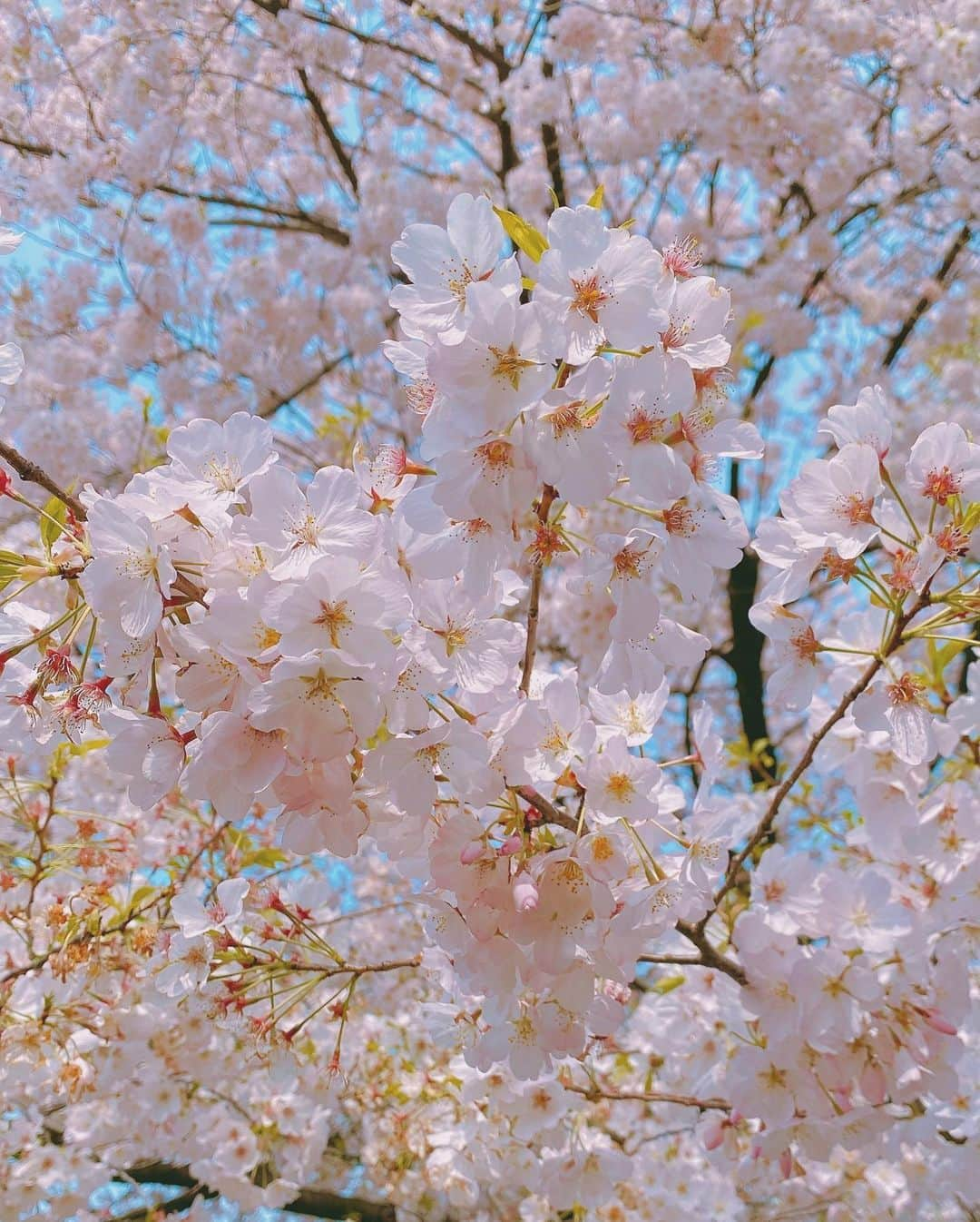 中島亜莉沙さんのインスタグラム写真 - (中島亜莉沙Instagram)「春の思ひ出🌸🌸🌸  #落ちてた花びらチーク #春コスメ2021」4月20日 22時40分 - arisan_days