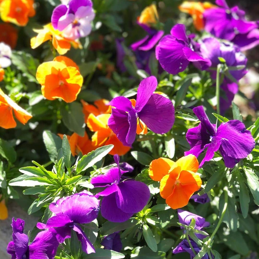 杉野真実のインスタグラム：「💜🧡💜🧡  ジョギング中に綺麗なお花が☺️ 📱ポートレートで撮れました✨  #お花のある暮らし」