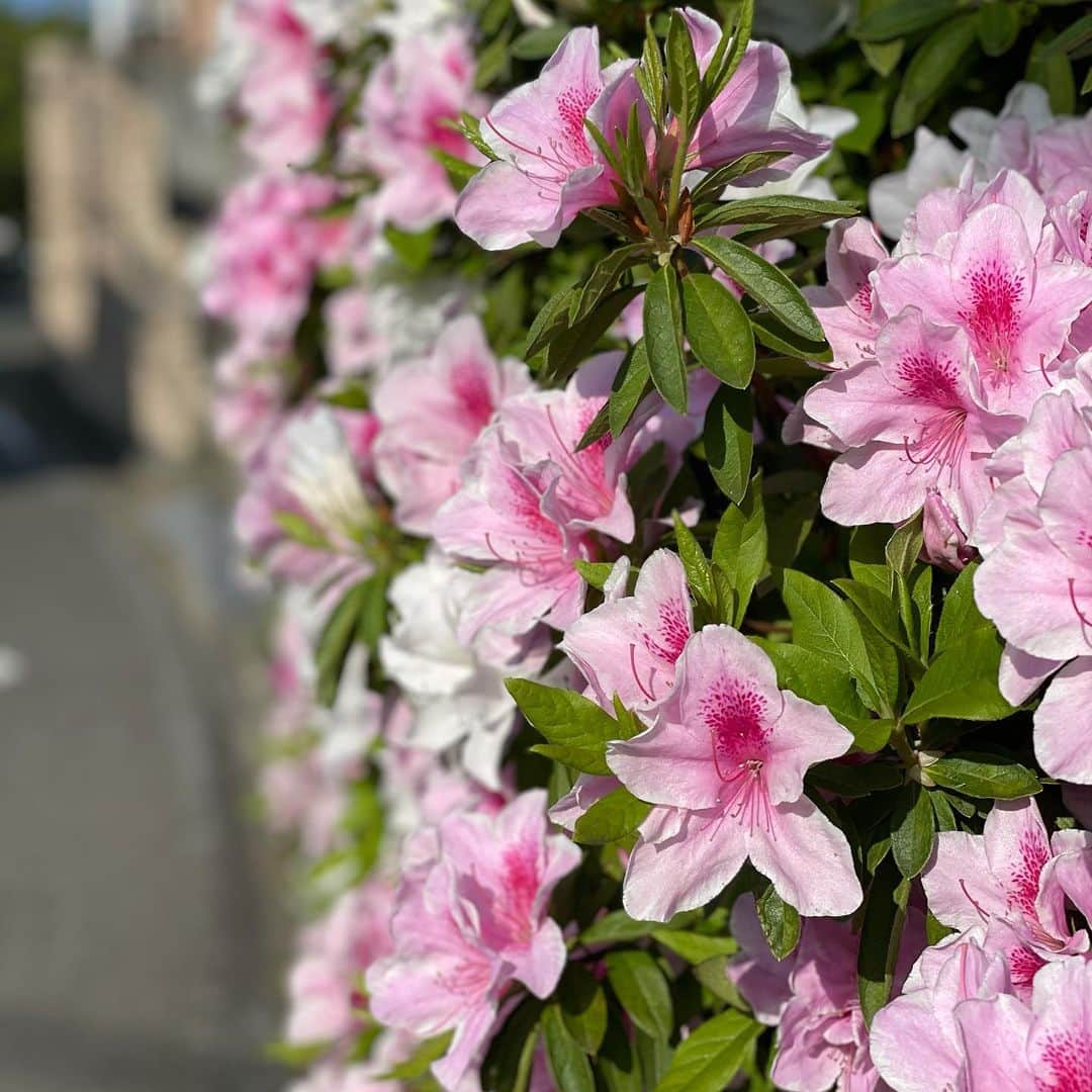村主章枝さんのインスタグラム写真 - (村主章枝Instagram)「Beautiful 💗😉 #springflowers」4月20日 15時31分 - fumie.suguri