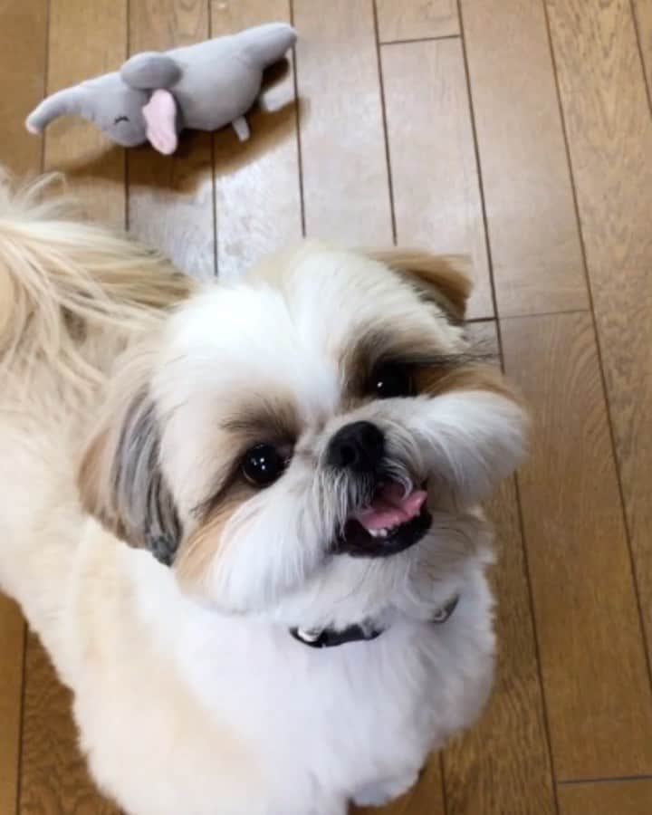 りんくのインスタグラム：「うりゃうりゃーでつ🐶✨」