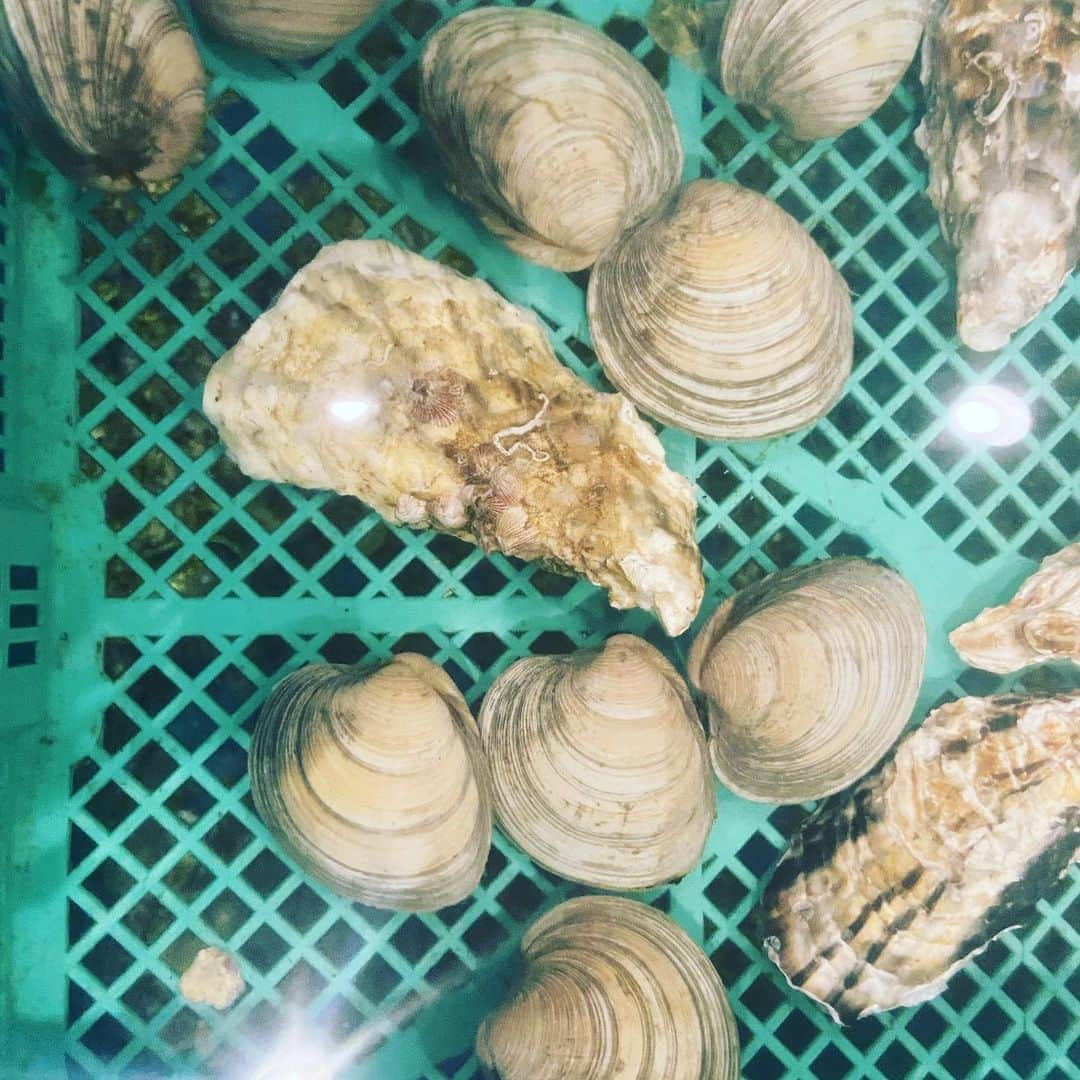 鶏魚 谷町さんのインスタグラム写真 - (鶏魚 谷町Instagram)「「白蛤（ホンビノス）」 ¥200〜  白蛤と呼ばれたり、 ホンビノス貝と呼ばれたり…。 今日のは1個100gぐらいあるんで、 食べ応え👍 🐓谷町4丁目駅すぐ、 がぶ飲み酒場“鶏魚”でお待ちしてます！🐟  #鶏魚#谷町4丁目#谷町#貝#牡蠣#飲み放題#セルフ飲み放題#利き酒#利き日本酒#日本酒#唐揚げ#飯テロ#酒テロ#煙草#タバコ#喫煙可能店#昼飲み#昼呑み#白蛤#ホンビノス貝」4月20日 18時14分 - toriuotanimati