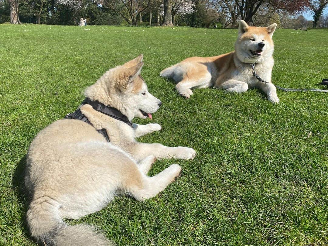Mikkaのインスタグラム：「Finally spring is here. Both tired from playing in the sun. ☀️🐶☀️」