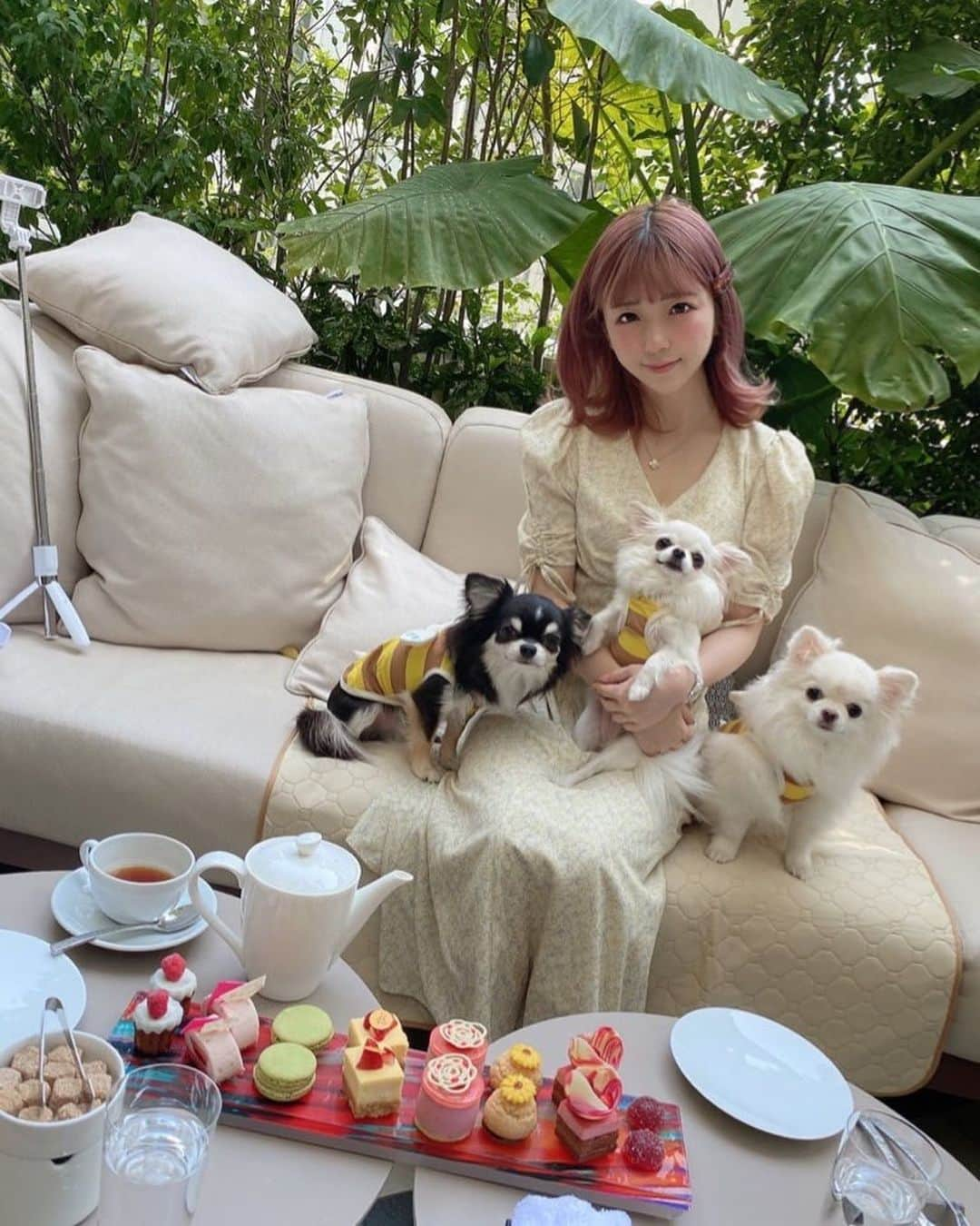 佐倉絆さんのインスタグラム写真 - (佐倉絆Instagram)「犬たちとアフタヌーンティーを楽しめるキンプトン新宿にひよりんと🐕🫖犬たちと一緒にお泊まりも出来るらしいからまた行きたいなぁ🥰  アフタヌーンティーはピエール・エルメとのコラボでめちゃくちゃ美味しかった🥺  #キンプトン新宿東京 #新宿ホテル#チワワのいる暮らし #愛犬たちとお出かけ #わんこなしでは生きていけません会 #愛犬#カメラ目線してくれない #エッグベネディクト #kimptonshinjukutokyo #東京ホテル #tokyohotel #新宿グルメ #佐倉絆のデブ活」4月20日 20時13分 - kizunasakura