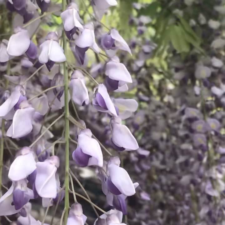 Michikoのインスタグラム：「_______ Morning! 💜✔️ . #wisteria #haveaniceday  .」