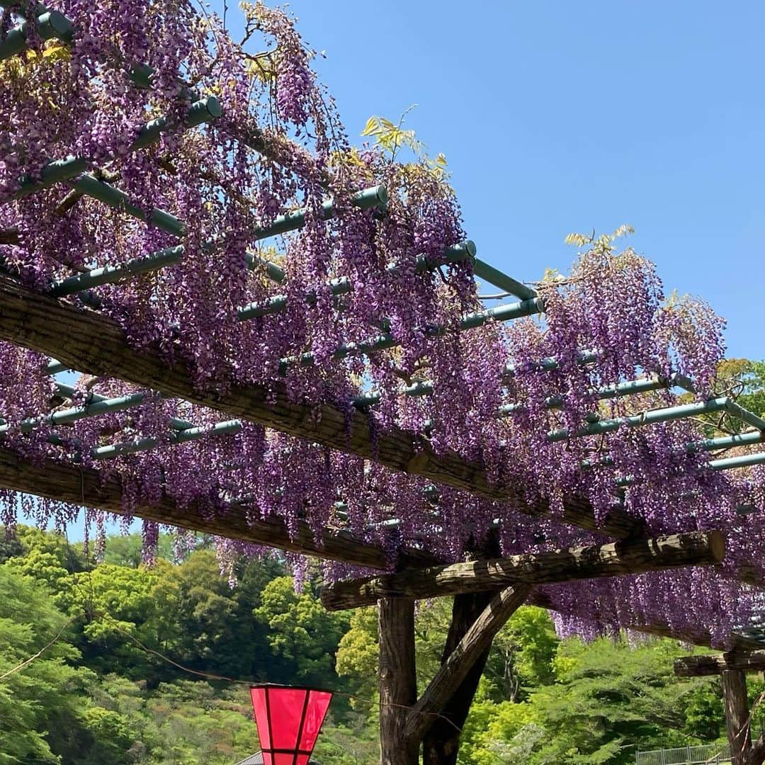 重長智子さんのインスタグラム写真 - (重長智子Instagram)「. . 今日は天気もよく、お散歩するのが とても気持ちよかったです🌈 . 蓮華寺池公園では、 藤の花が見頃を迎えています😊 藤棚は何度見ても圧巻です✨✨ . 藤まつりは中止ですが、 ゆっくり歩きながら愛でることができますよ😆 . ※4/20の様子です📸 . . #静岡県 #藤枝市 #蓮華寺池公園 #ベビーカーで散歩 #鯉のぼりも素敵 #コロナ対策 #検温 #マスク着用 #逆走禁止 #飲食禁止 #帰りにスタバへ」4月20日 23時49分 - tomoko_shigenaga