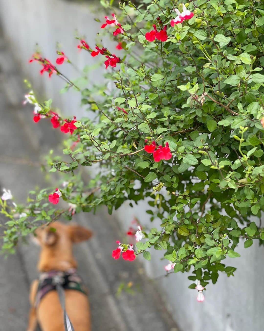 結城アンナさんのインスタグラム写真 - (結城アンナInstagram)「水曜日の朝🐶🌱Wednesday morning 🐶🌼 ☆☆☆☆☆♡☆☆♡ #iamozzy🐶 #チワックス #保護犬 #adoptdontshop #自分をいたわる暮らしごと #北欧が教えてくれたシンプルな幸せの見つけ方 #ilovetokyo」4月21日 5時40分 - ayukihouse