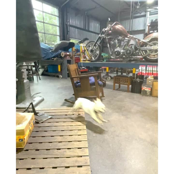 ウエストコーストチョッパーズのインスタグラム：「Ummmmm.....  I think the dog (Gertie) is broken.  #jessejames」