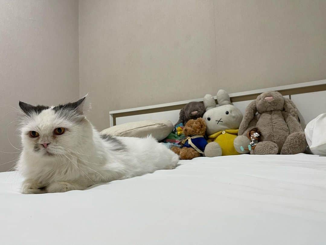 Som Siriのインスタグラム：「With her crews 🥳🧸🐰  #colateamonlyyui #scottishfold #catsofinstagram」