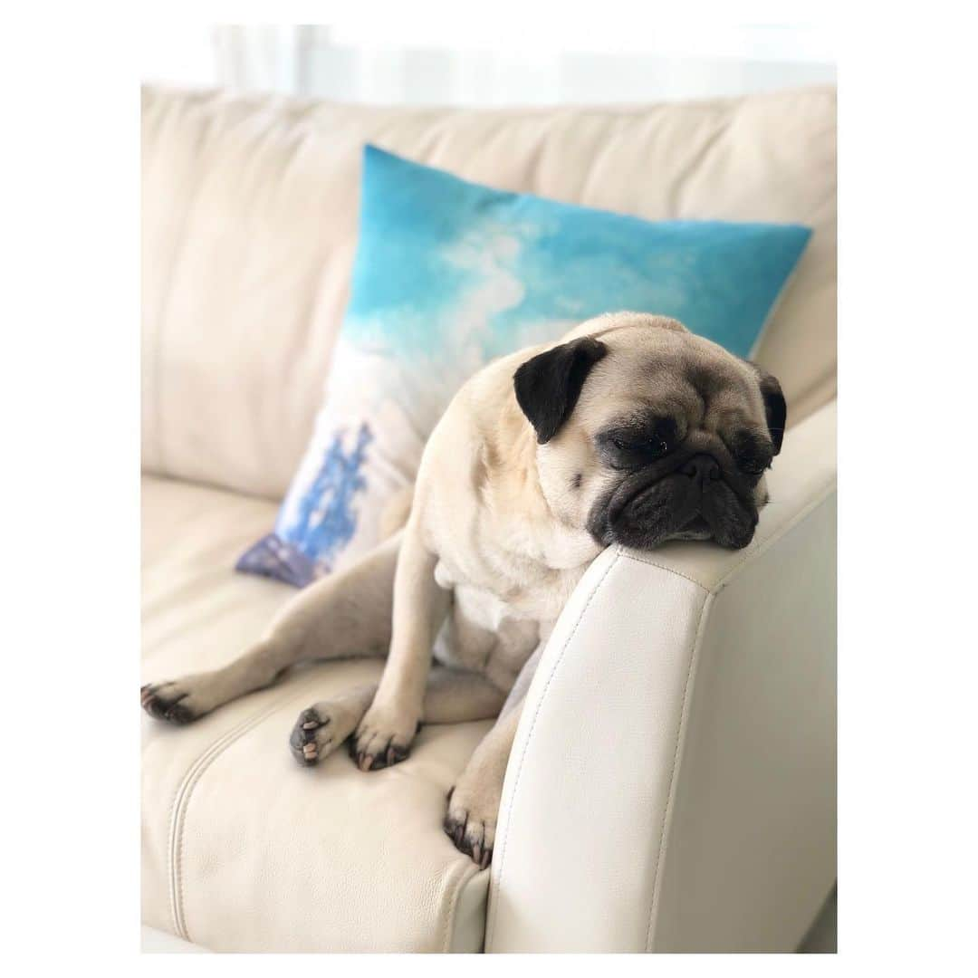 佐藤ルミナさんのインスタグラム写真 - (佐藤ルミナInstagram)「Bliss😴 #chuckとharry #pug #puglife #パグ座り」4月21日 9時11分 - ruminasato