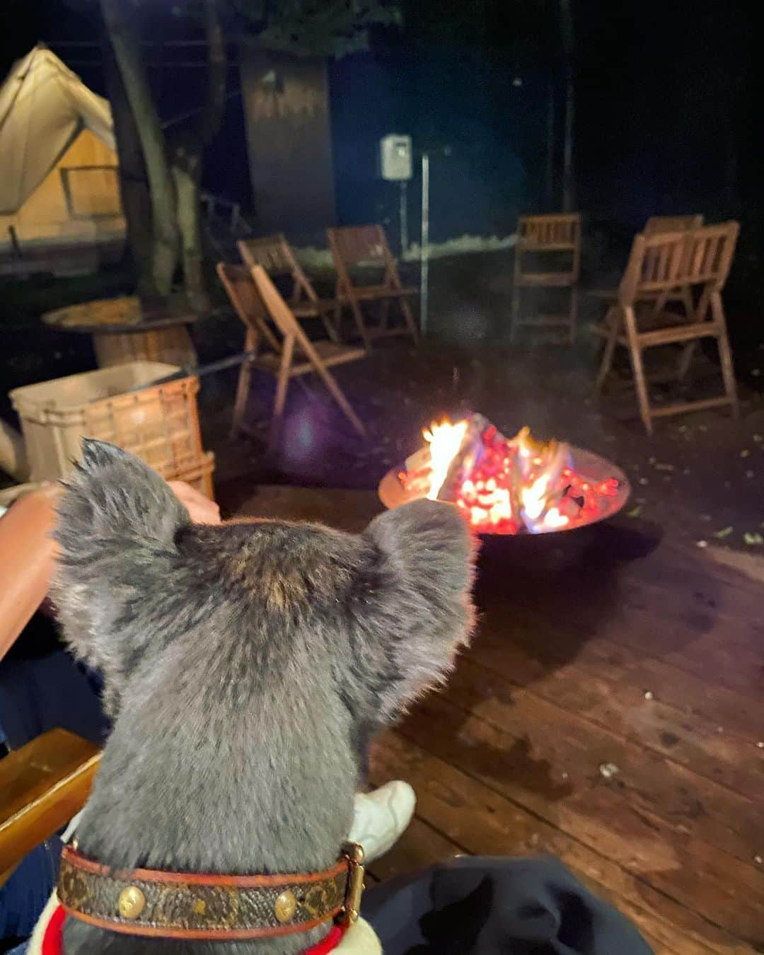 舟山久美子（くみっきー）さんのインスタグラム写真 - (舟山久美子（くみっきー）Instagram)「Glamping〜🏕  先日、冬から計画していて ずーっと楽しみにしていたグランピングにお友達夫妻と行ってきました…！ 突然サプライズでケーキ🎂が出てきて涙😢本当に有難う…♡  緑が本当に大好きで身体の全身の力が抜けて最高に気持ちよかったぁ🌿  茶々君も嬉しそうすぎて微笑ましい😂🦋(最後の動画見てね♡)  先輩夫婦から良くアドバイスを頂く… 今のうちに夫婦の時間を大切にしてね♡ と言うお言葉を胸に刻んみながらも、 このご時世なので最善の配慮の中で想いで作り☺️  今日であっと言う間に6ヶ月突入です🥰 ストーリーズでアップしたらみんなのトツキトオカも 送ってくれて…可愛かったぁ🙈  明日は久しぶりの健診っ♪わくわく。  #グランピング　#東京クラシックキャンプ #キャンプ　#自然　#プレママ　#マタニティ記録 #妊娠6ヶ月 #21w0d」4月21日 18時25分 - kumikofunayama